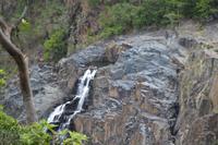 Regenwald bei Kuranda (13)