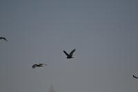 schwarze Kakadus im Outback (1)