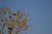 schwarze Kakadus im Outback (2)