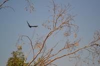 schwarze Kakadus im Outback (3)