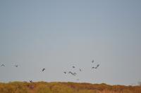 schwarze Kakadus im Outback (4)