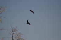 schwarze Kakadus im Outback (5)