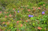 Stadtrundfahrt Sydney (3)