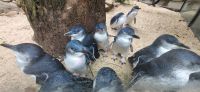 187 Pinguine