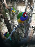 202 Sydney - Featherdale Wildlife Park - Gouldian Finch