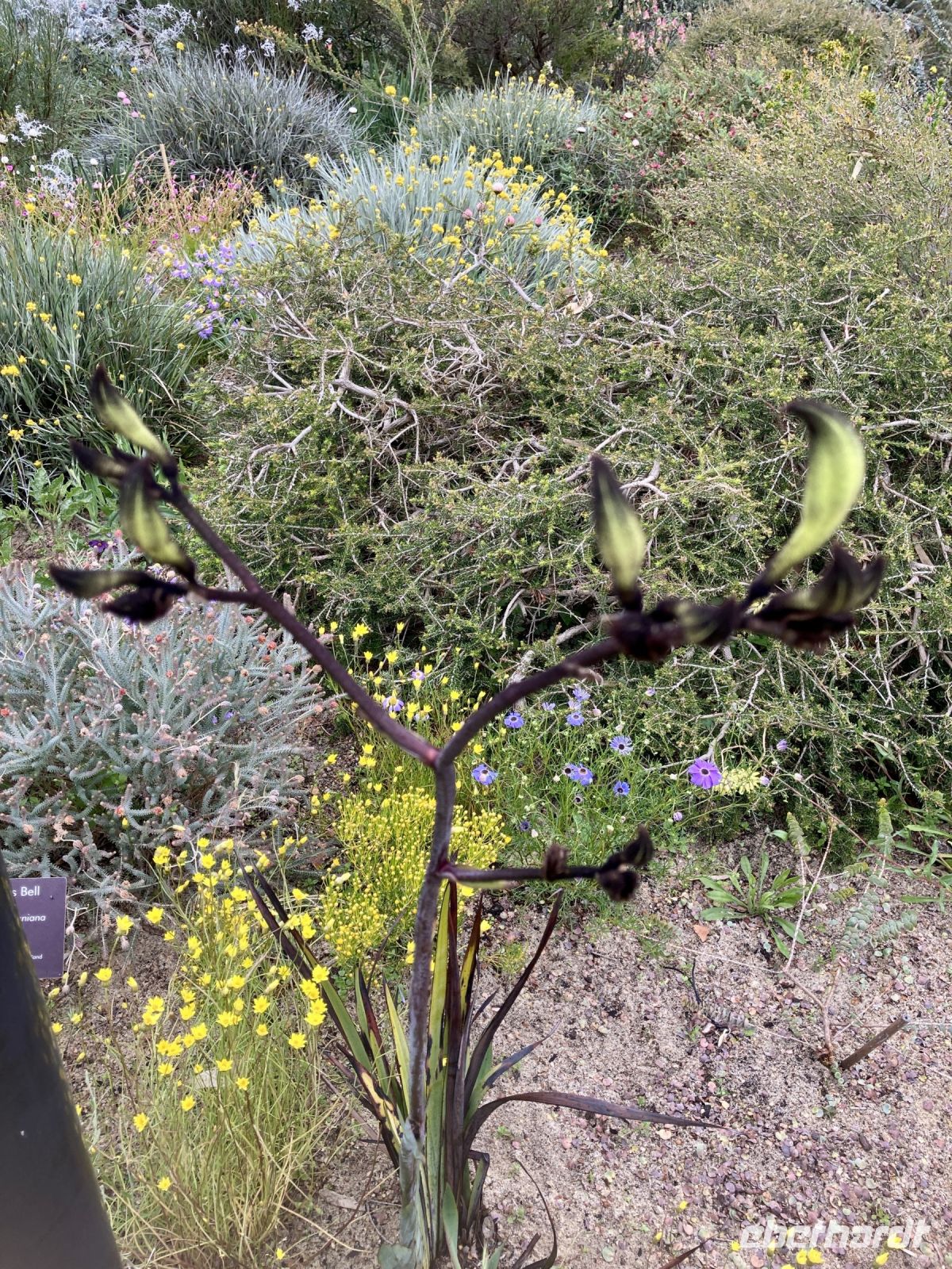 Kings-Park und botanischer Garten