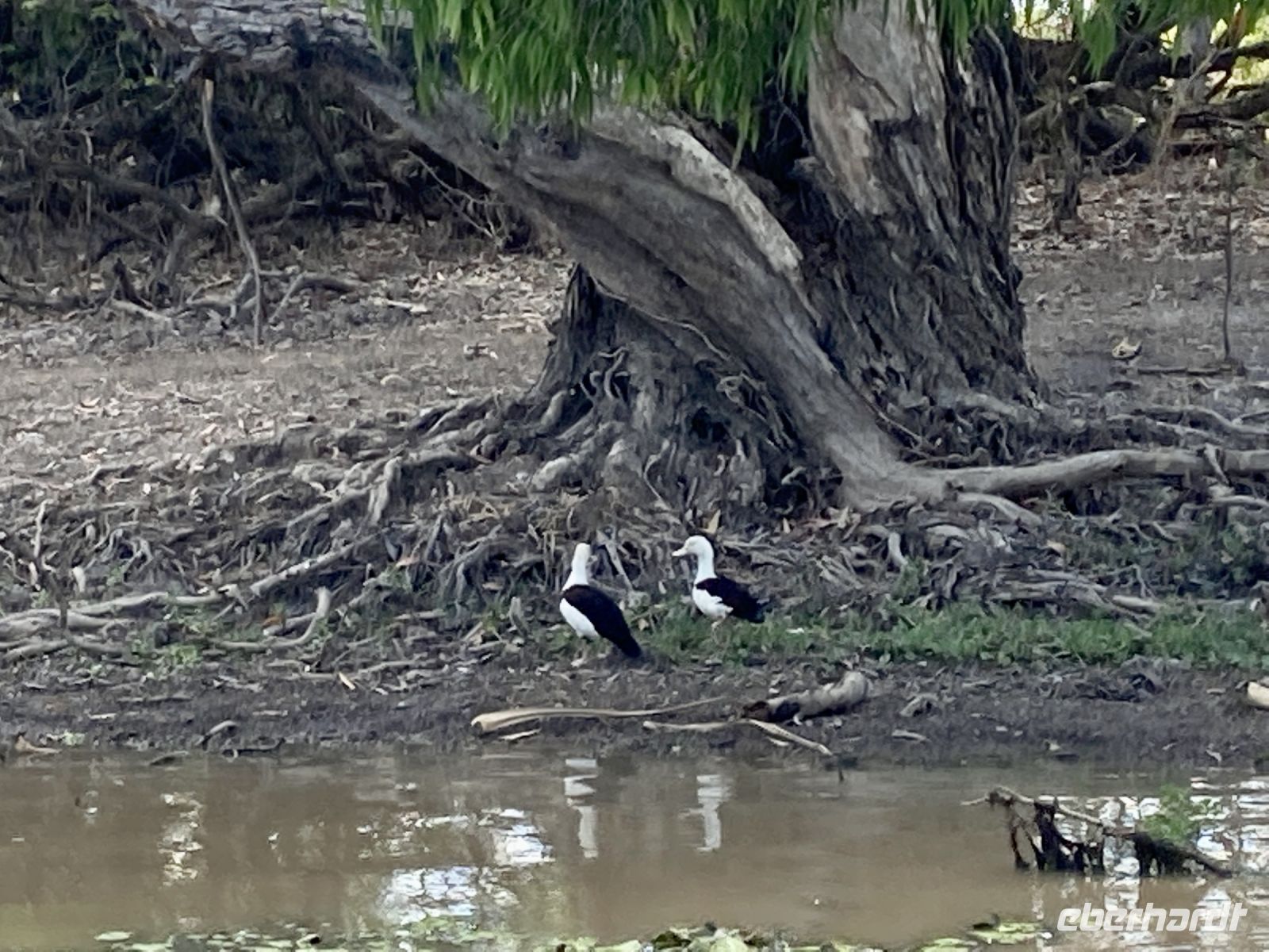 Bootsfahrt auf dem Yellow Waters