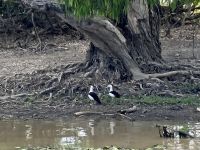 Bootsfahrt auf dem Yellow Waters