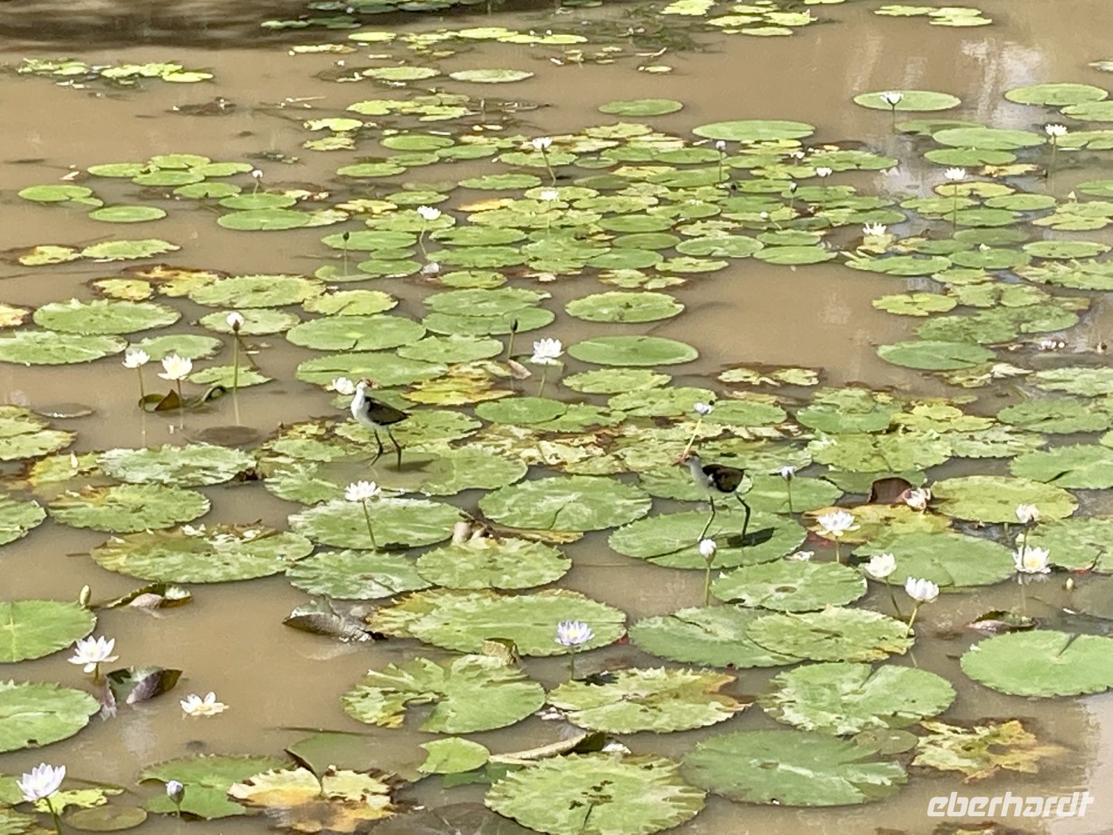 Bootsfahrt auf dem Yellow Waters