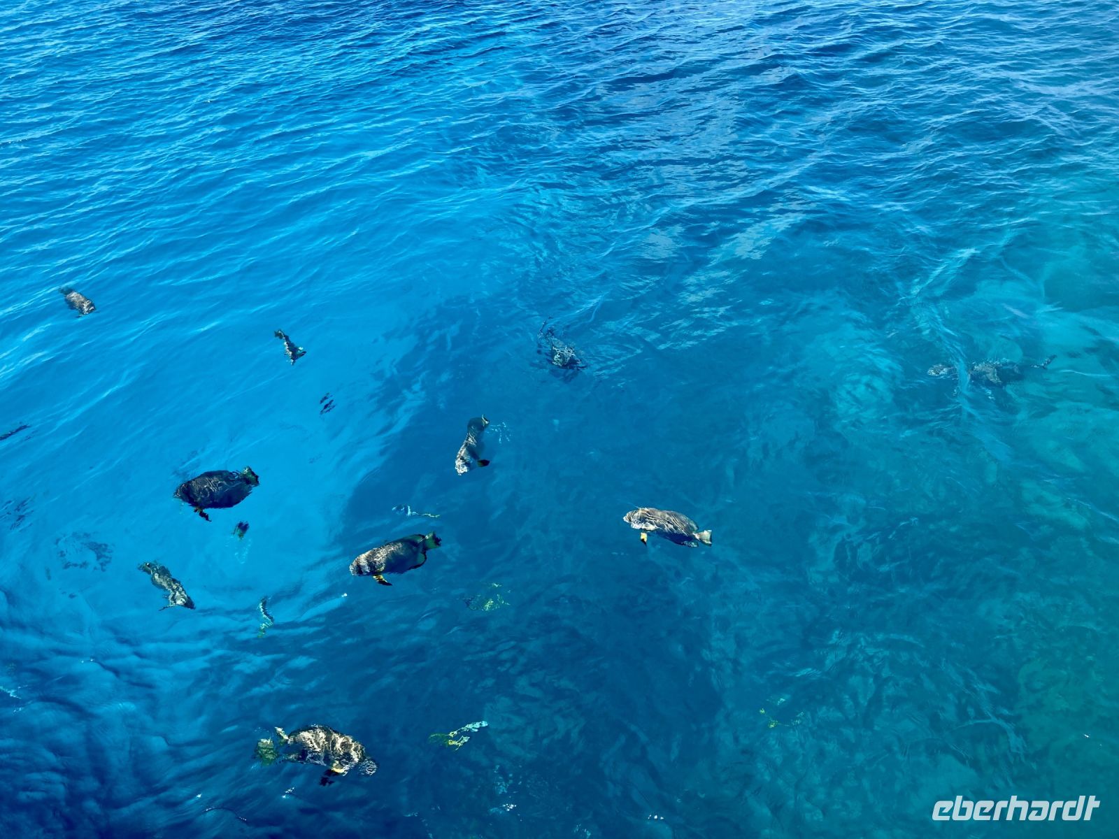 Ausflug zum Great Barrier Reef
