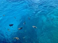 Ausflug zum Great Barrier Reef