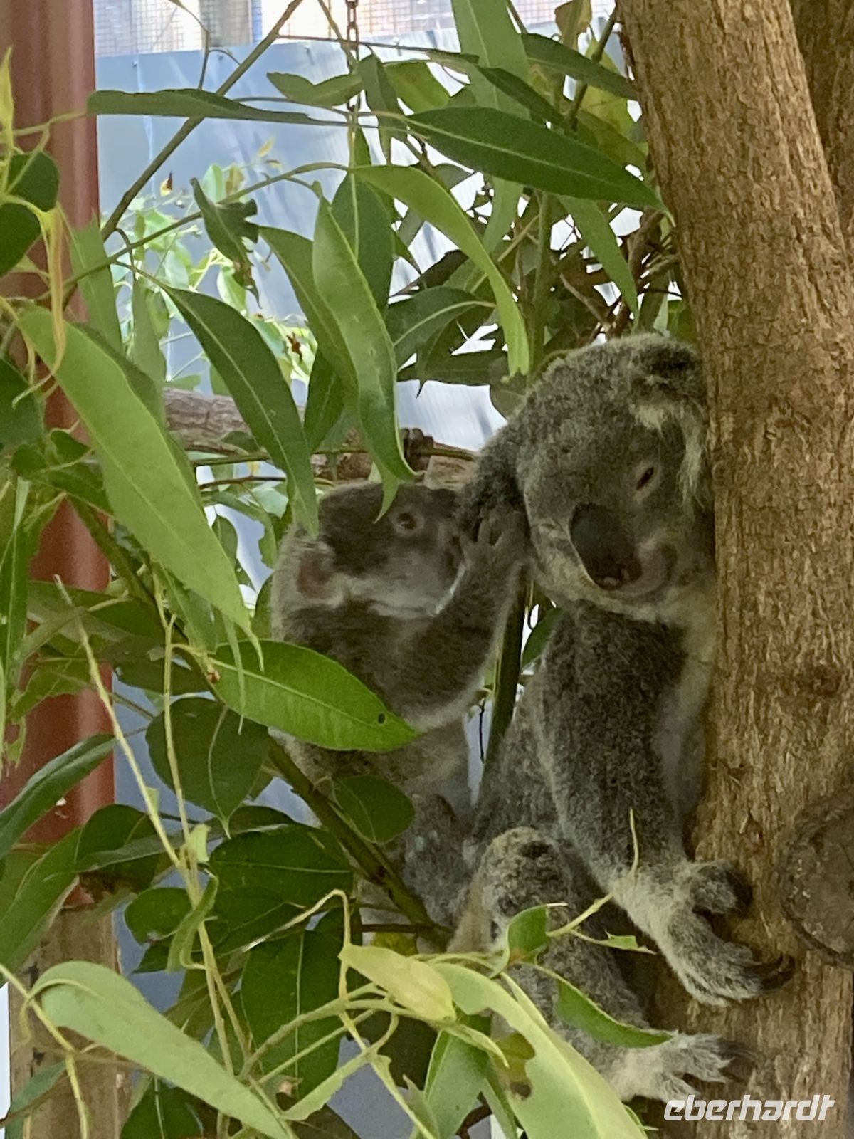 Koalas