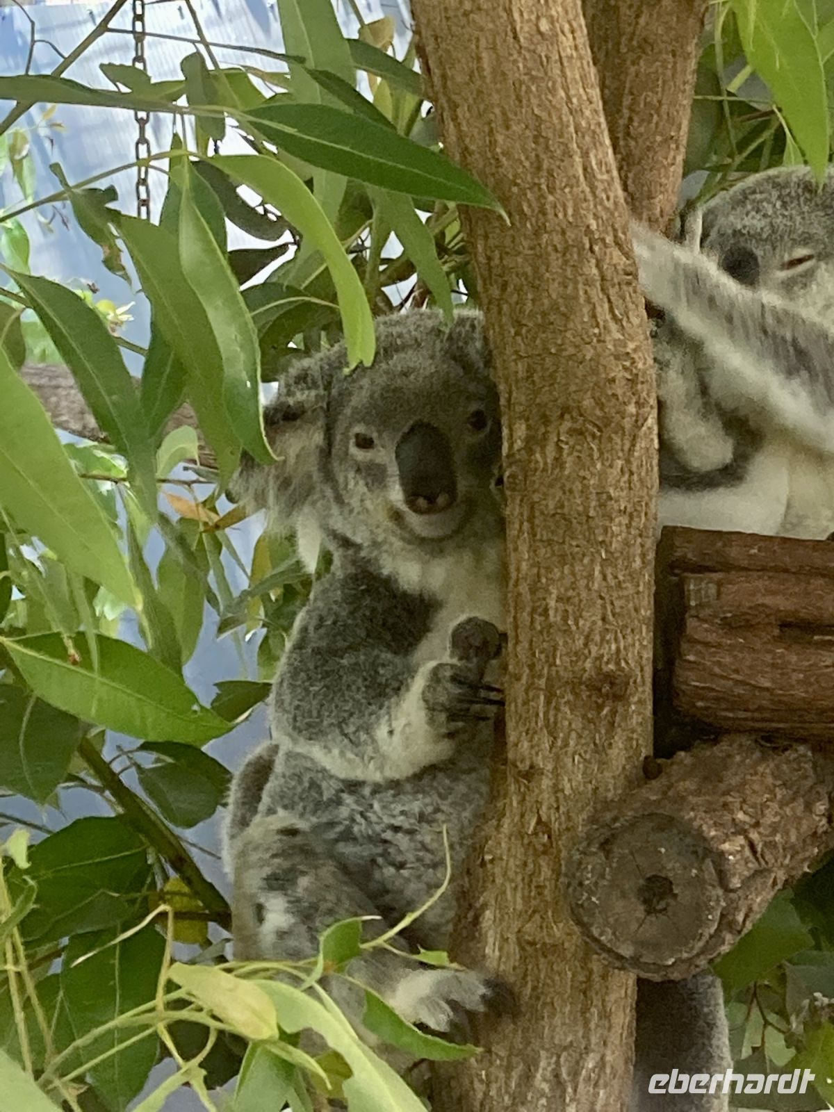 Koalas
