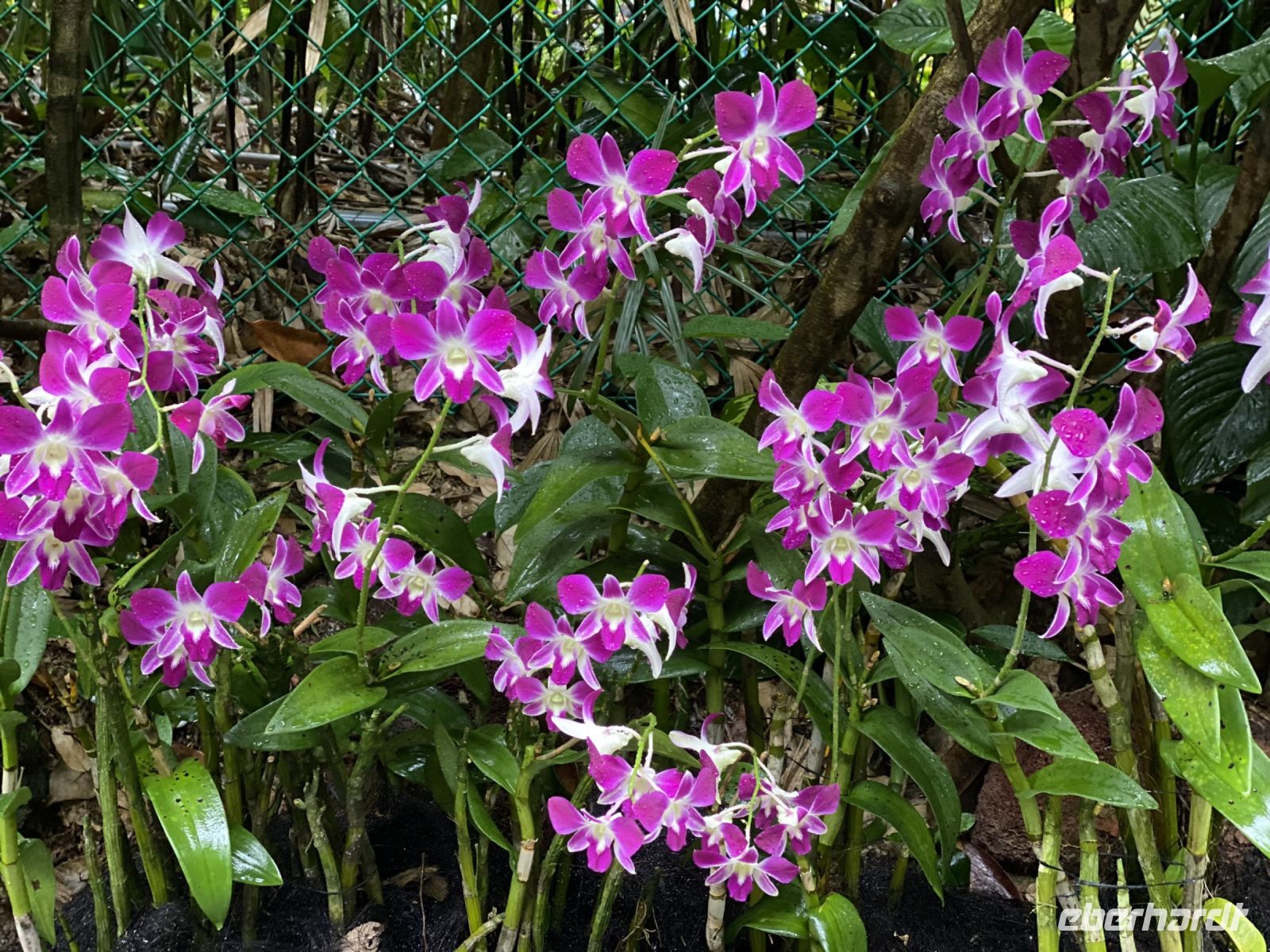 Orchideen im National Orchid Garden Singapur