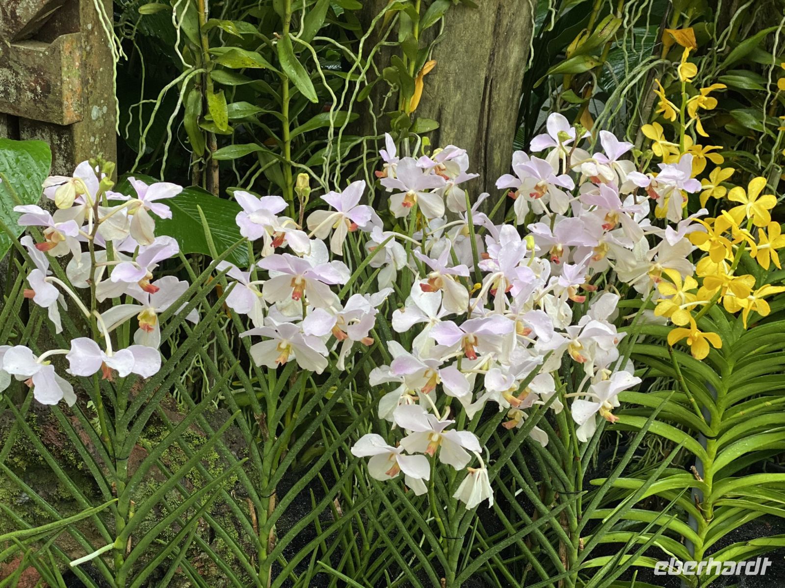Orchideen im National Orchid Garden Singapur