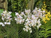 Orchideen im National Orchid Garden Singapur
