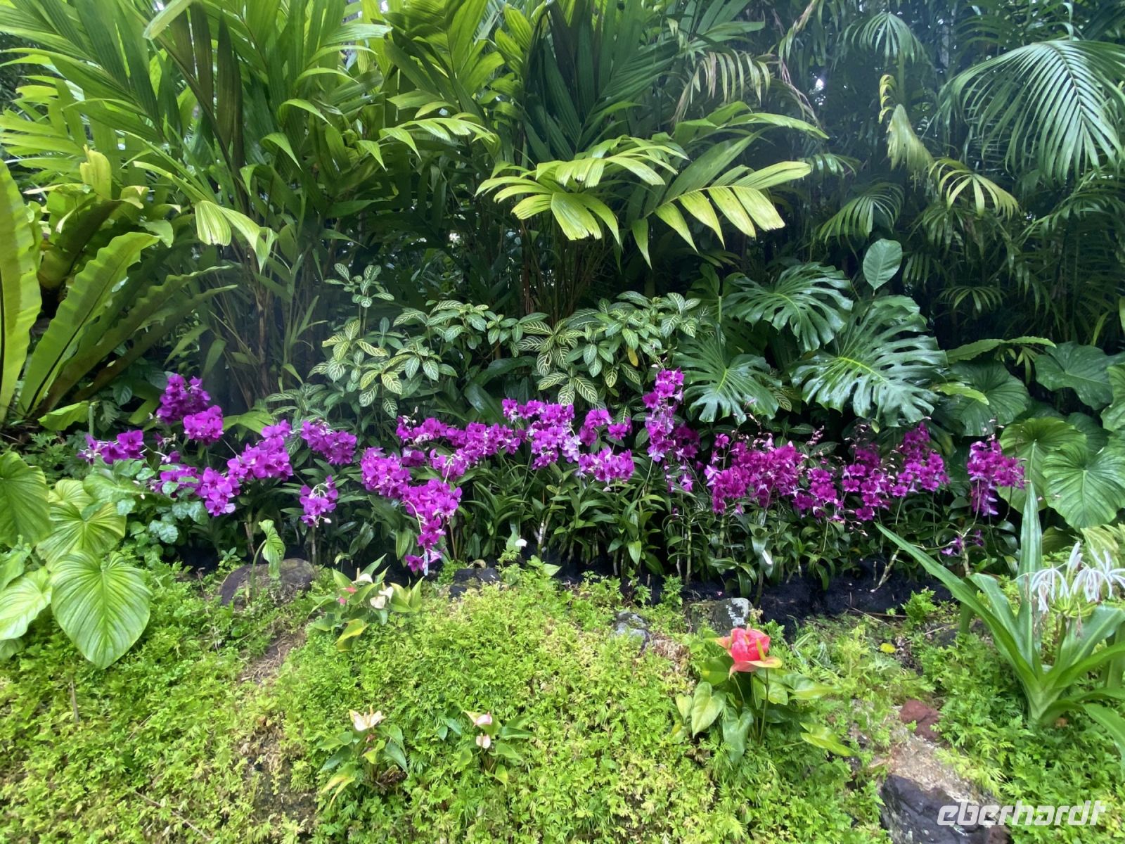 Orchideen im National Orchid Garden Singapur