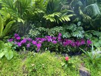 Orchideen im National Orchid Garden Singapur