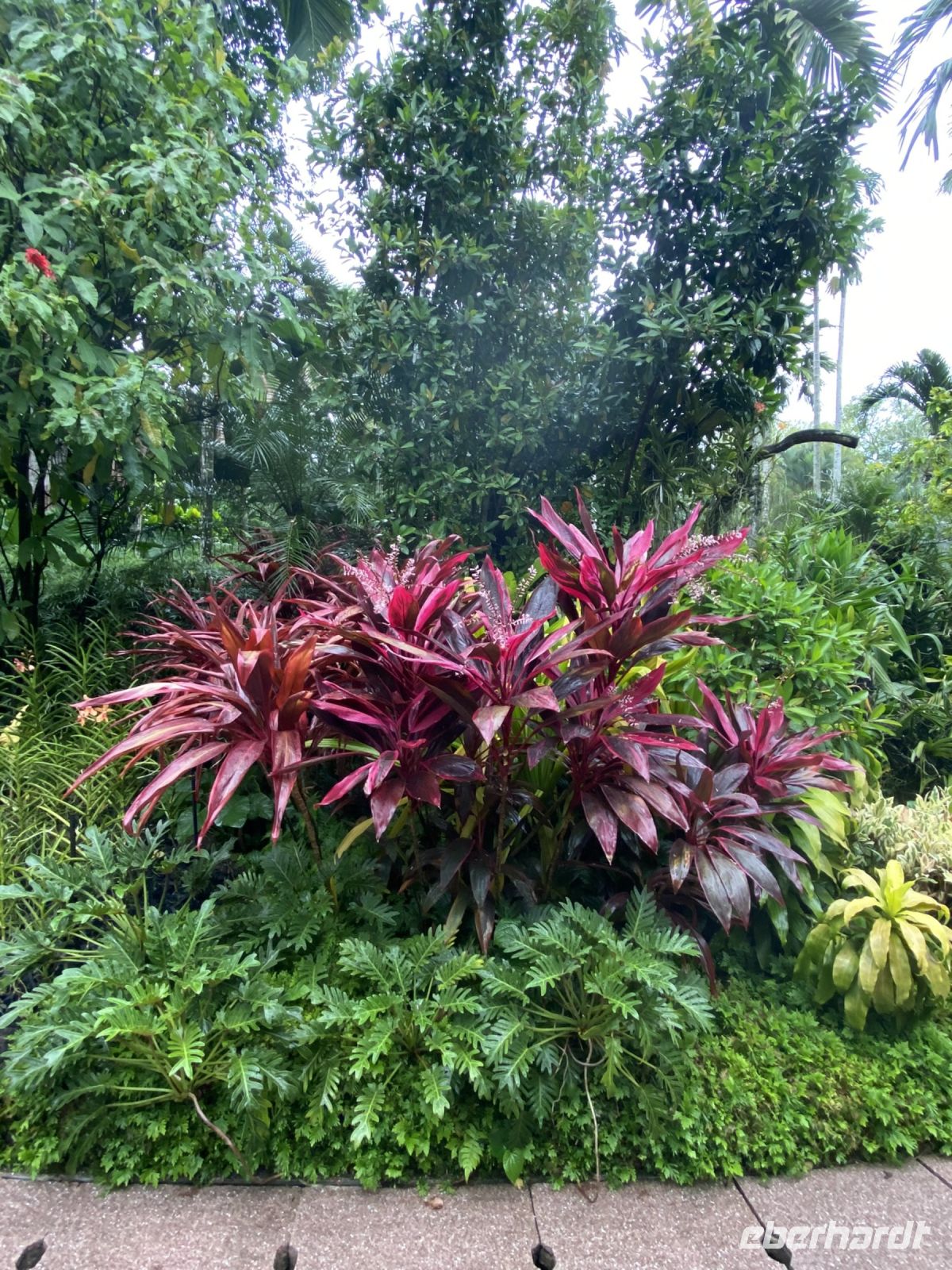National Orchid Garden in Singapur