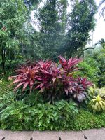 National Orchid Garden in Singapur