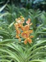 Orchideen im National Orchid Garden Singapur