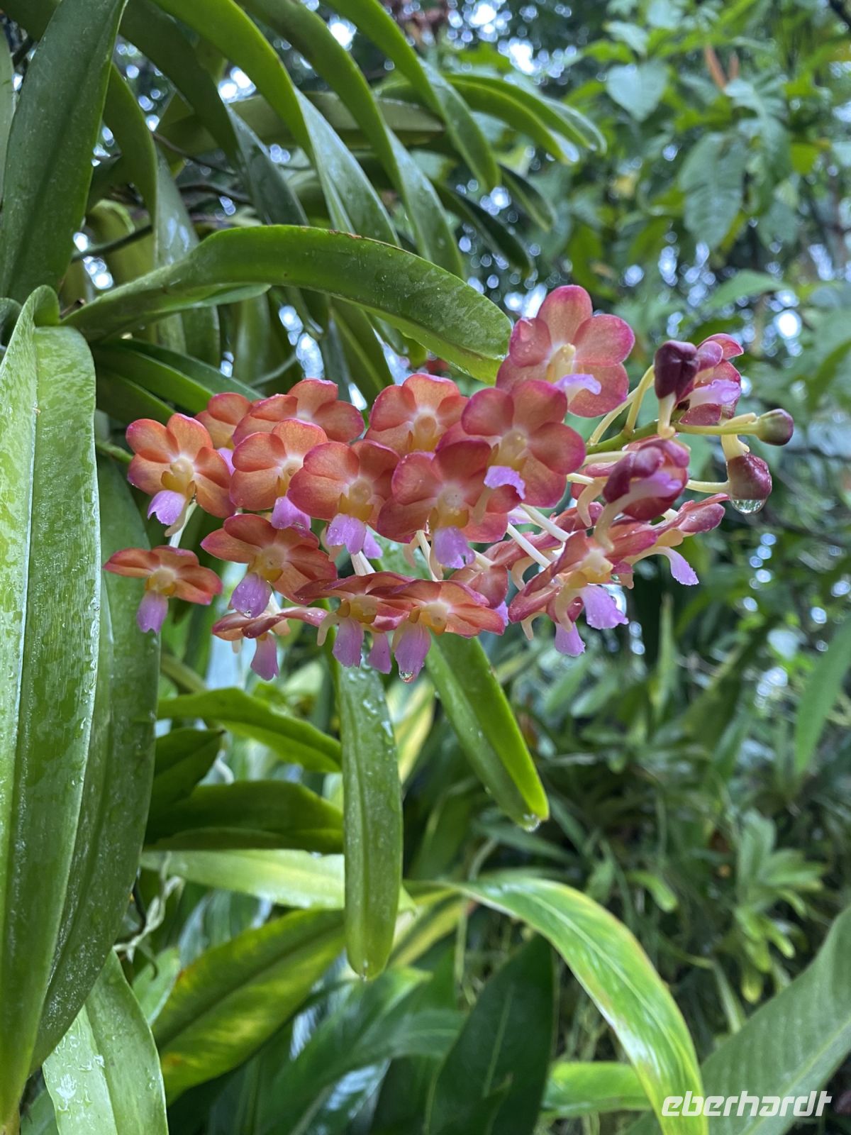 Orchideen im National Orchid Garden Singapur