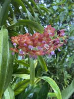 Orchideen im National Orchid Garden Singapur