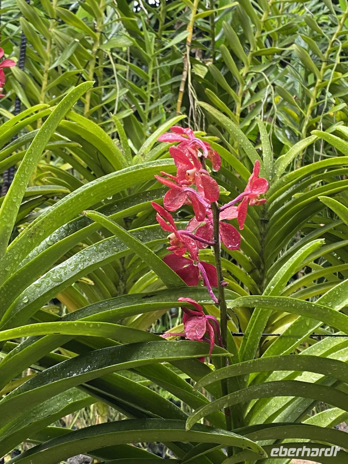 Orchideen im National Orchid Garden Singapur