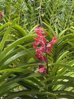 Orchideen im National Orchid Garden Singapur