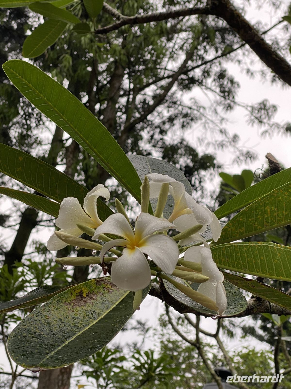 Frangipani im National Orchid Garden in Singapur
