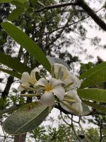 Frangipani im National Orchid Garden in Singapur
