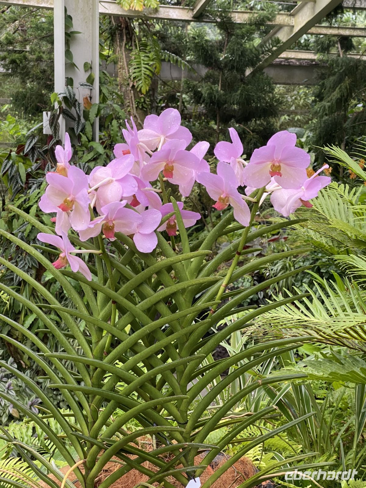 Orchideen im National Orchid Garden Singapur