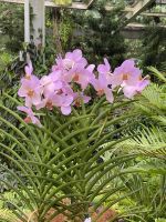 Orchideen im National Orchid Garden Singapur