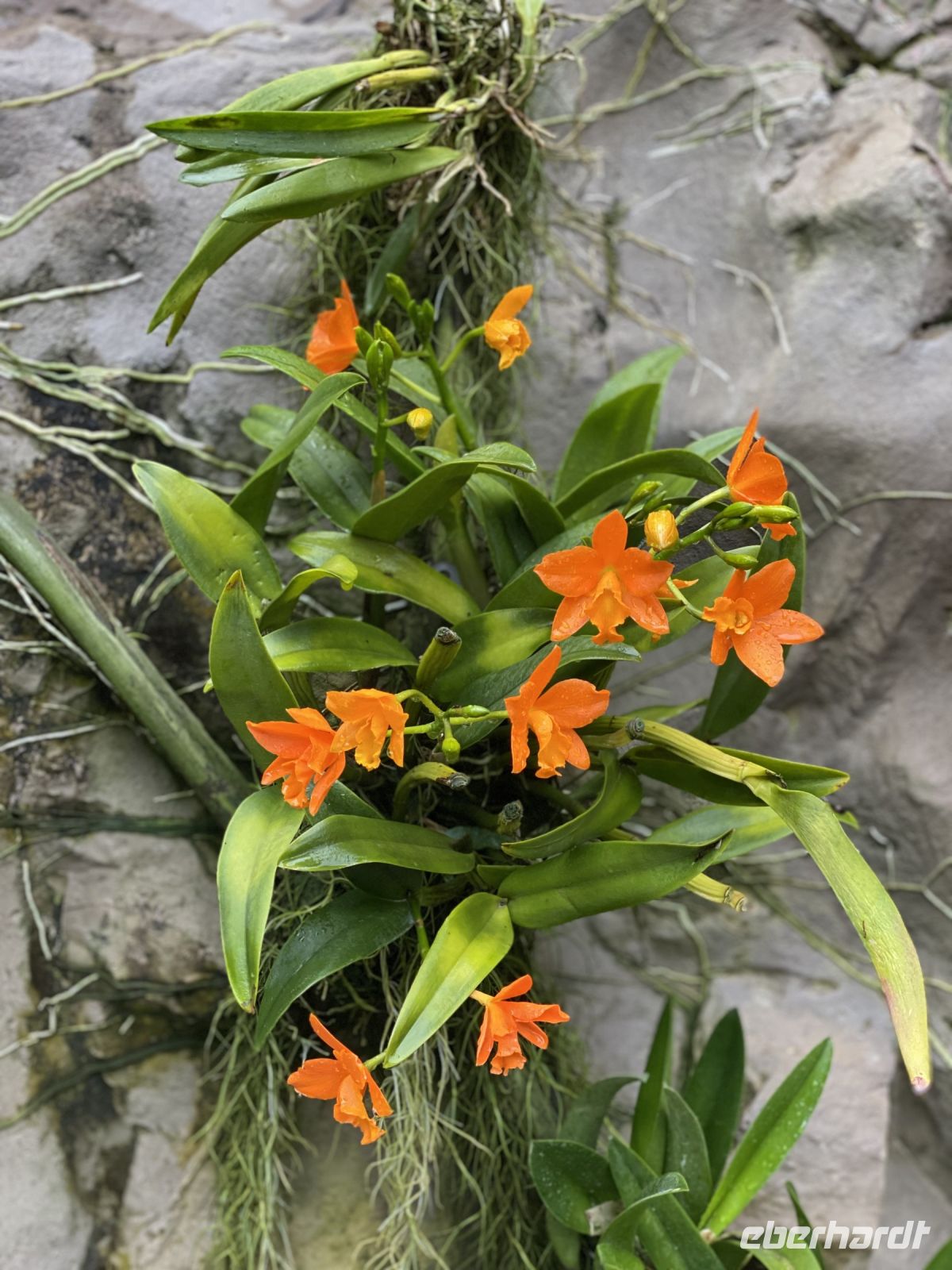 Orchideen im National Orchid Garden Singapur