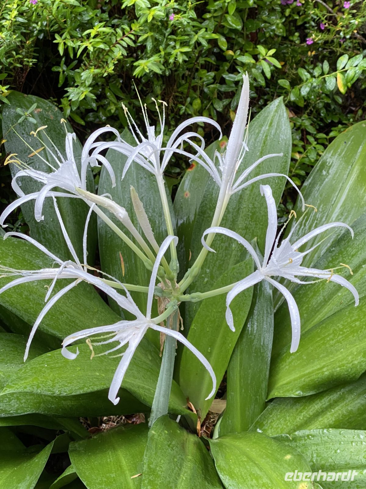 Orchideen im National Orchid Garden Singapur