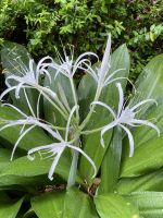 Orchideen im National Orchid Garden Singapur