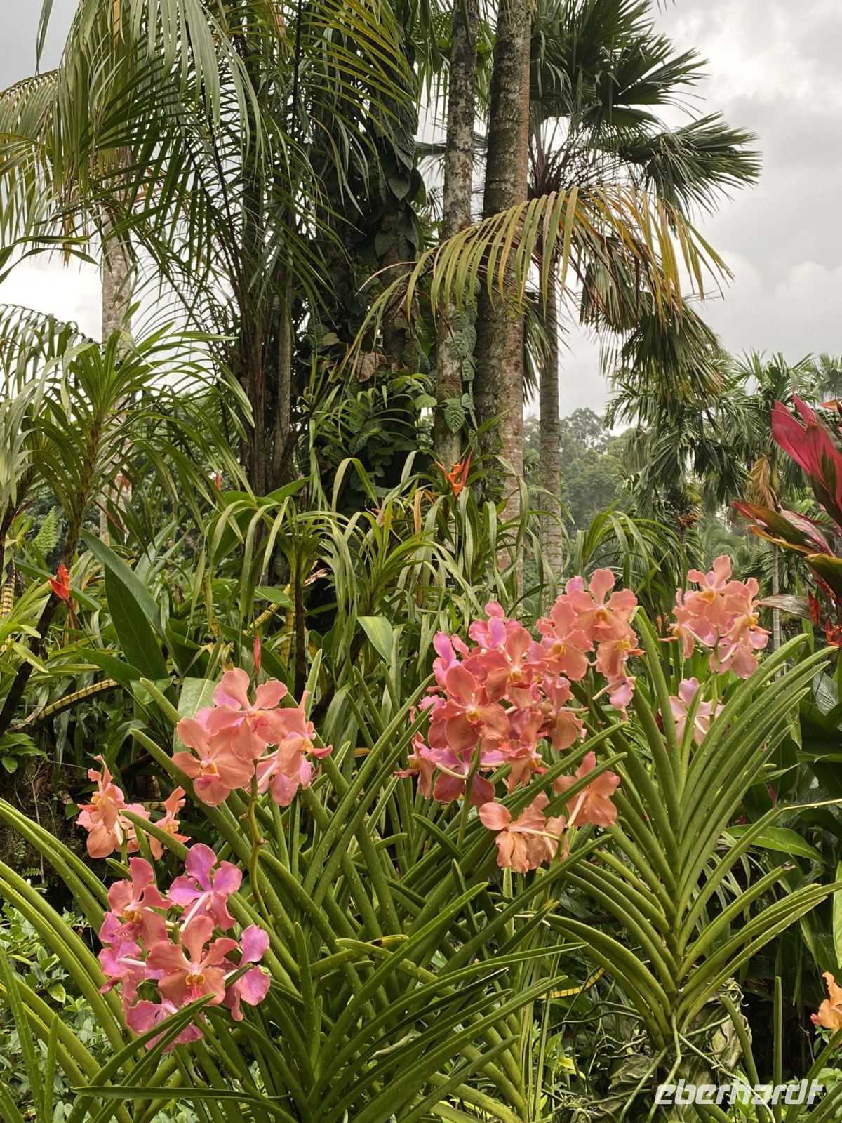 Orchideen im National Orchid Garden Singapur