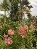 Orchideen im National Orchid Garden Singapur