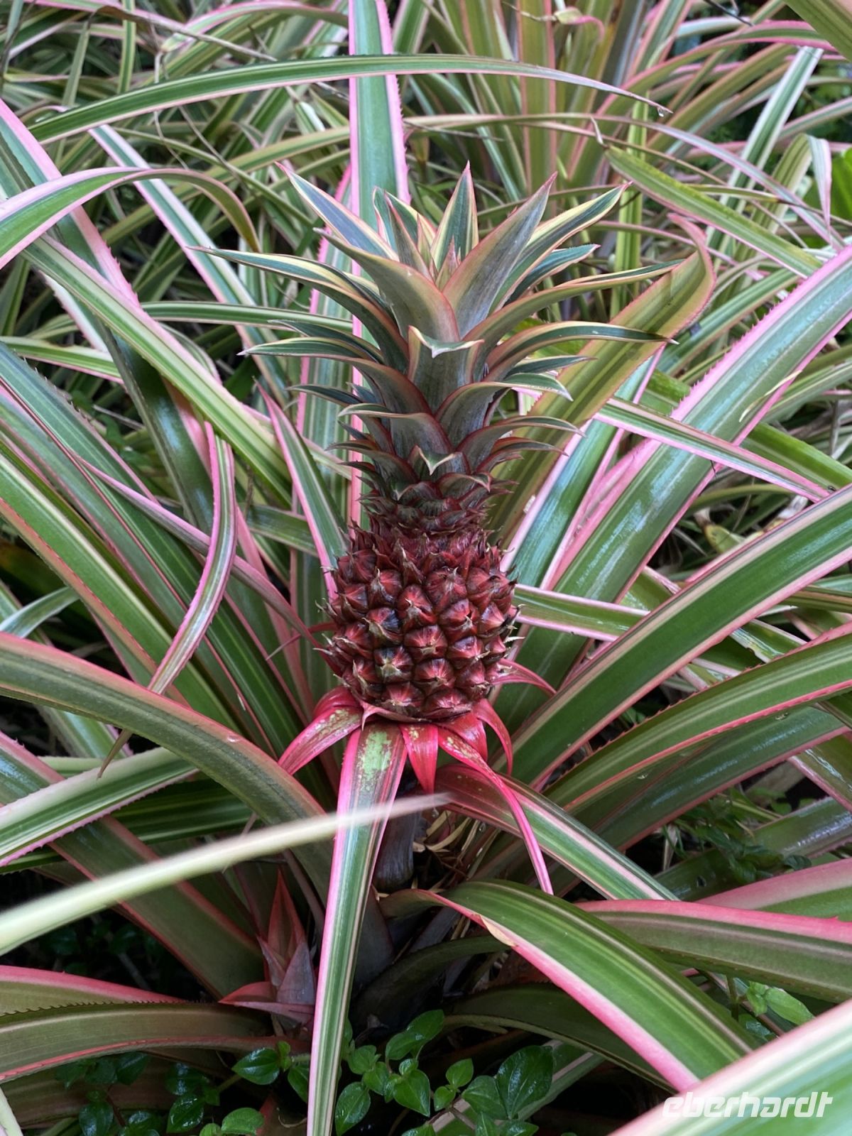 Ananaspflanze im National Orchid Garden Singapur