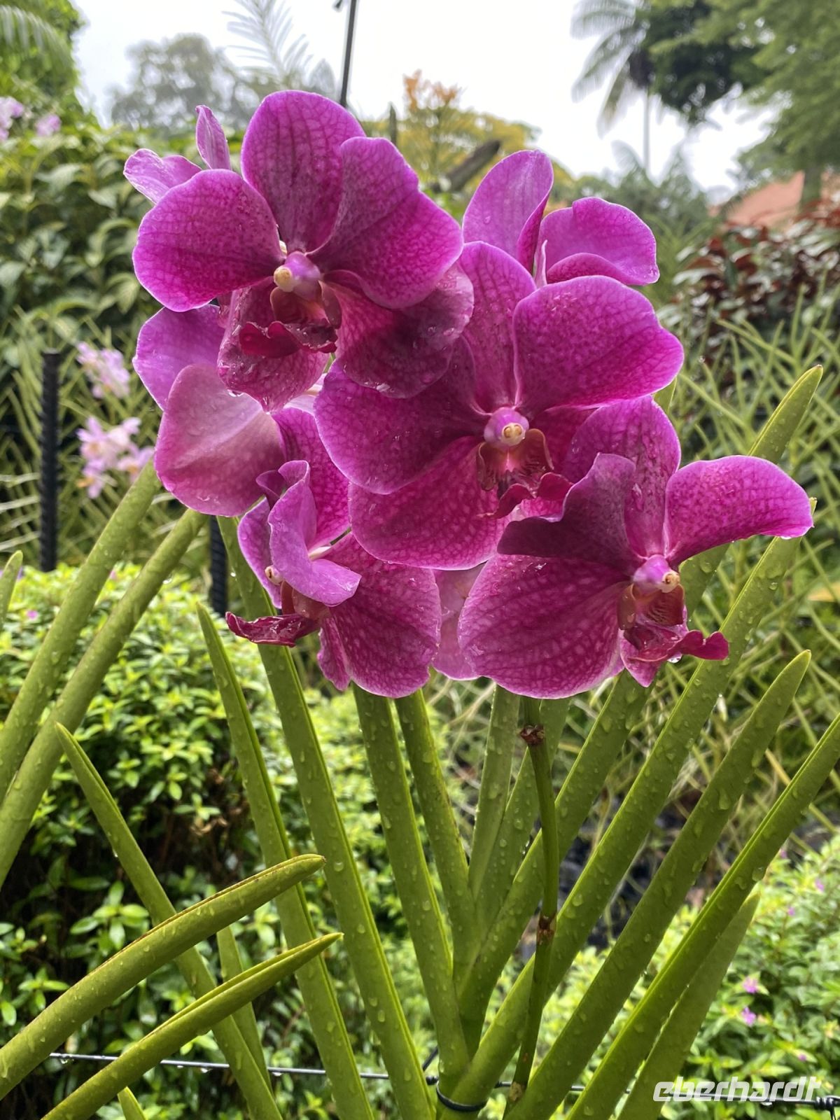 Orchideen im National Orchid Garden Singapur