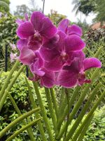 Orchideen im National Orchid Garden Singapur