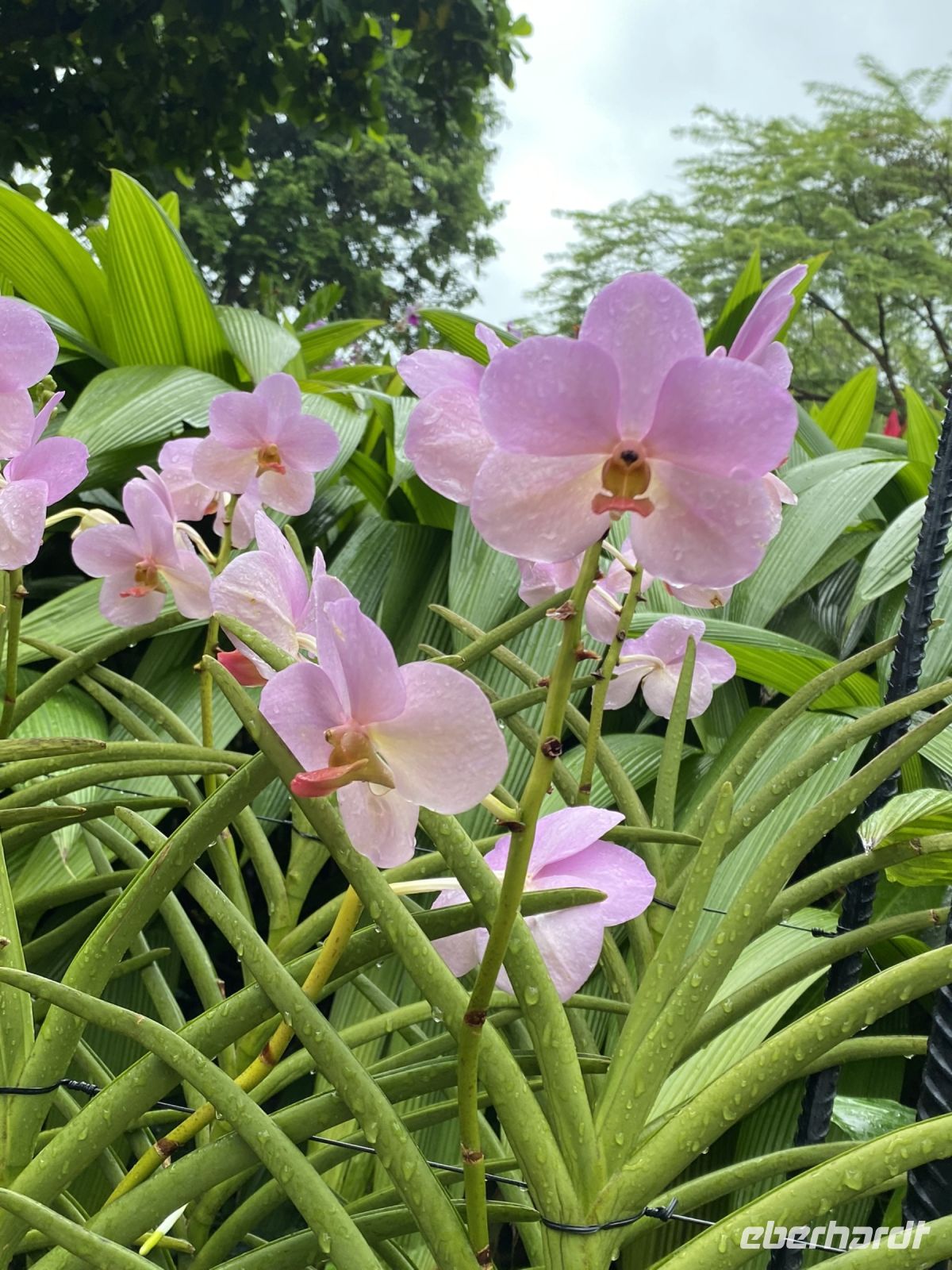 Orchideen im National Orchid Garden Singapur