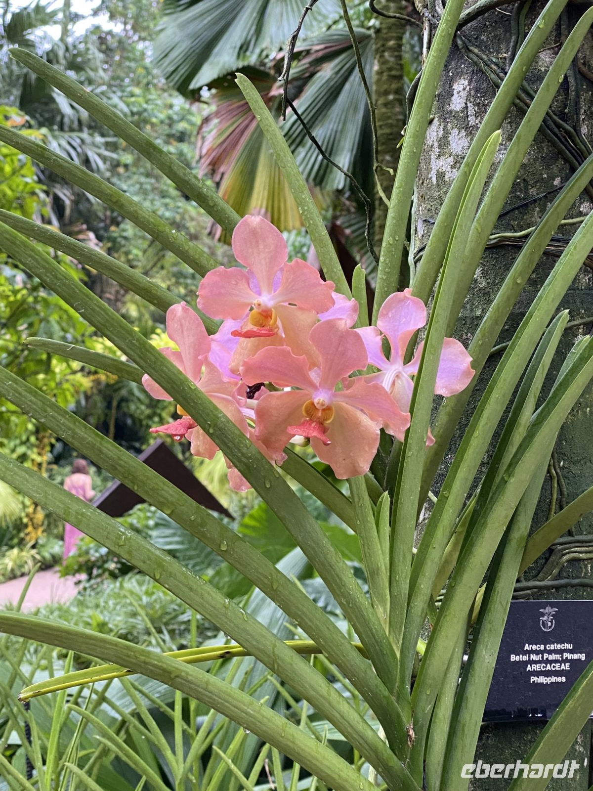 Orchideen im National Orchid Garden Singapur