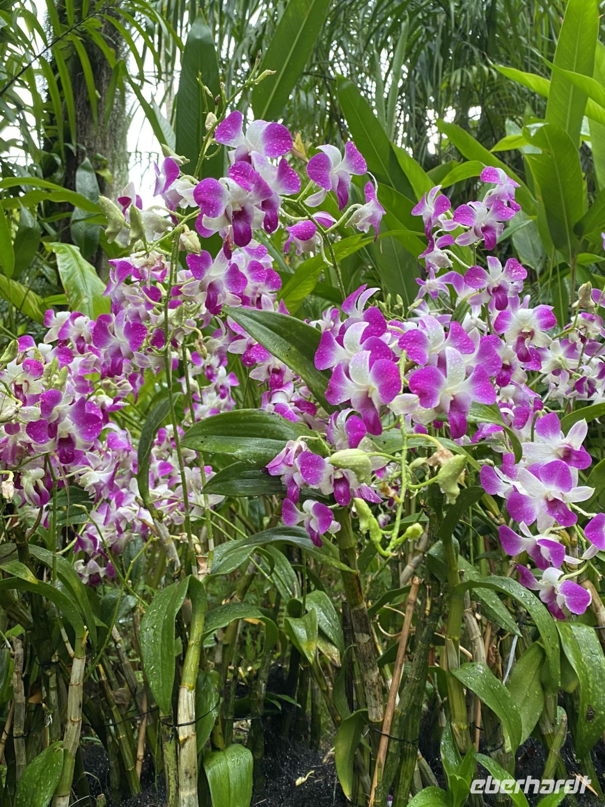 Orchideen im National Orchid Garden Singapur