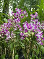 Orchideen im National Orchid Garden Singapur