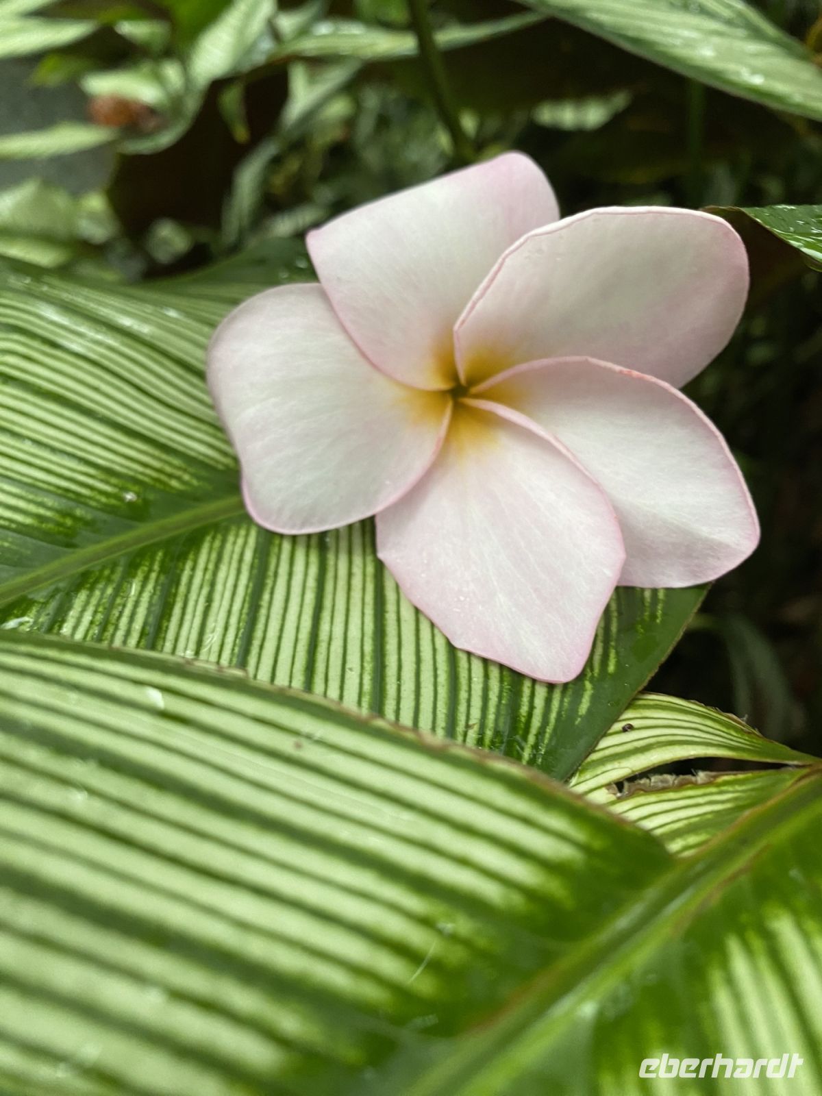 Frangipani im National Orchid Garden Singapur