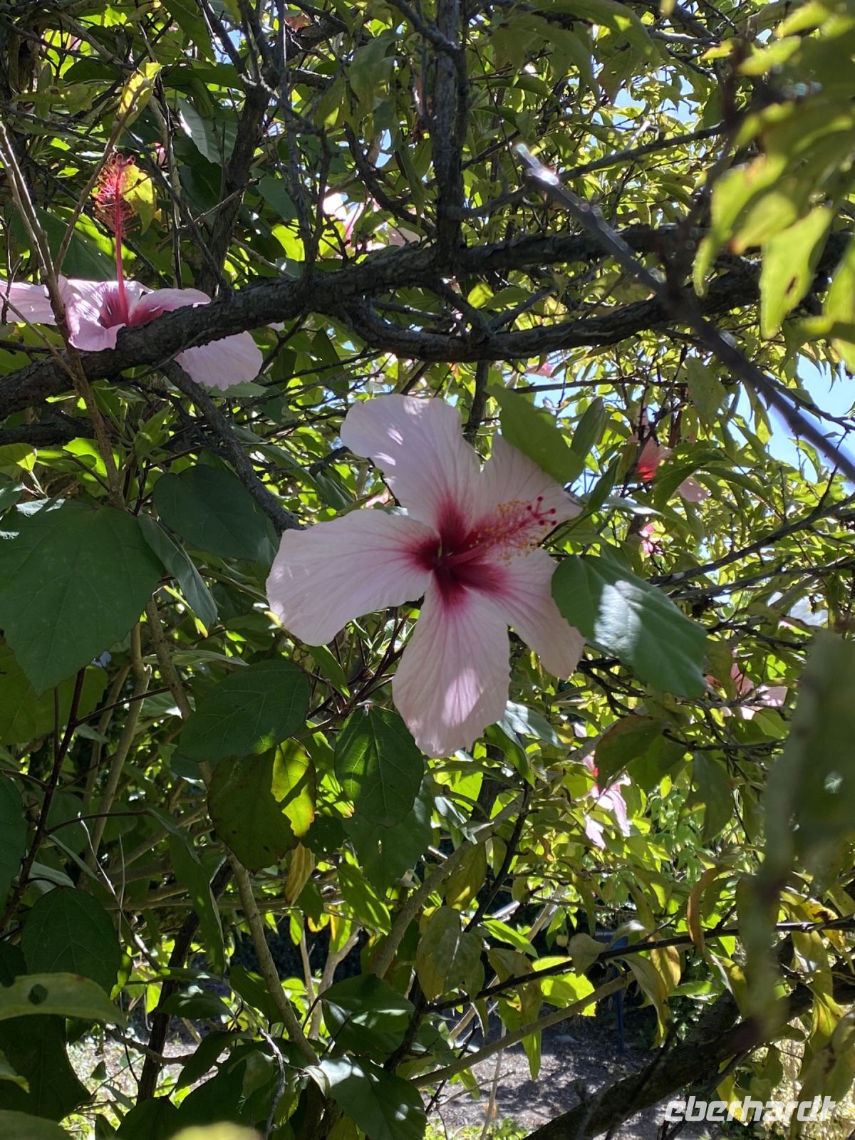 Hibiscus im Royal Botanic Garden Melbourne