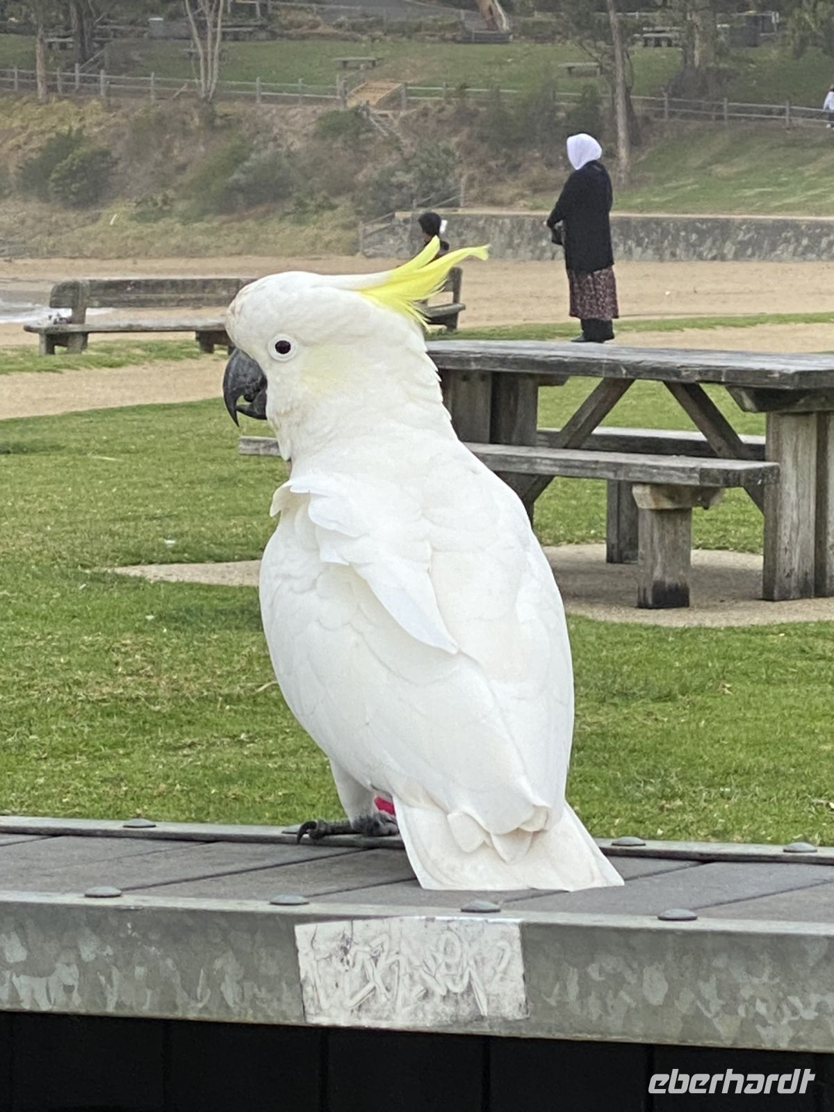 Kakadu an einem Rastplatz an der Great Ocean Road