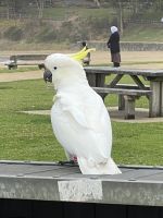Kakadu an einem Rastplatz an der Great Ocean Road