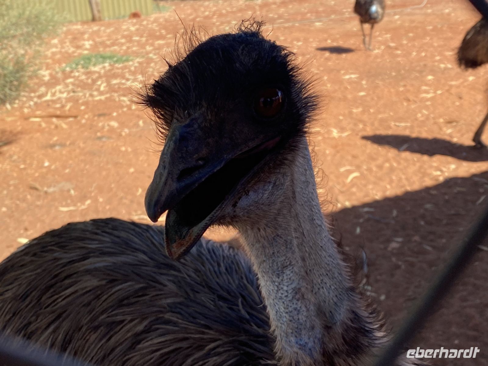 Strauß auf einer Straußenfarm auf dem Weg zum Uluru